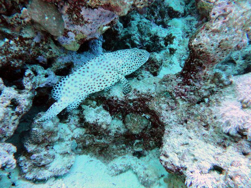 DSC07424b_merou_vielle_de Roche.jpg - Mérou vieille de roche